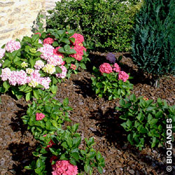 Parterre d'hortensias recouvert d'écorces décoratives